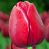Tulips.3