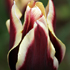 Tulips.16