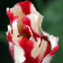Tulips.24